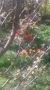 13006753_10154139688325742_1620781288402211238_n